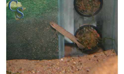 Telmatochromis spec zaire